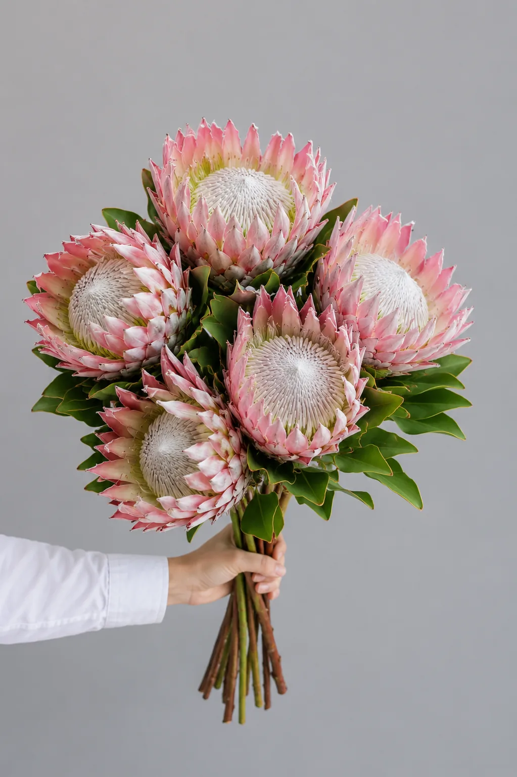 年宵花 · 帝王花：粉公主